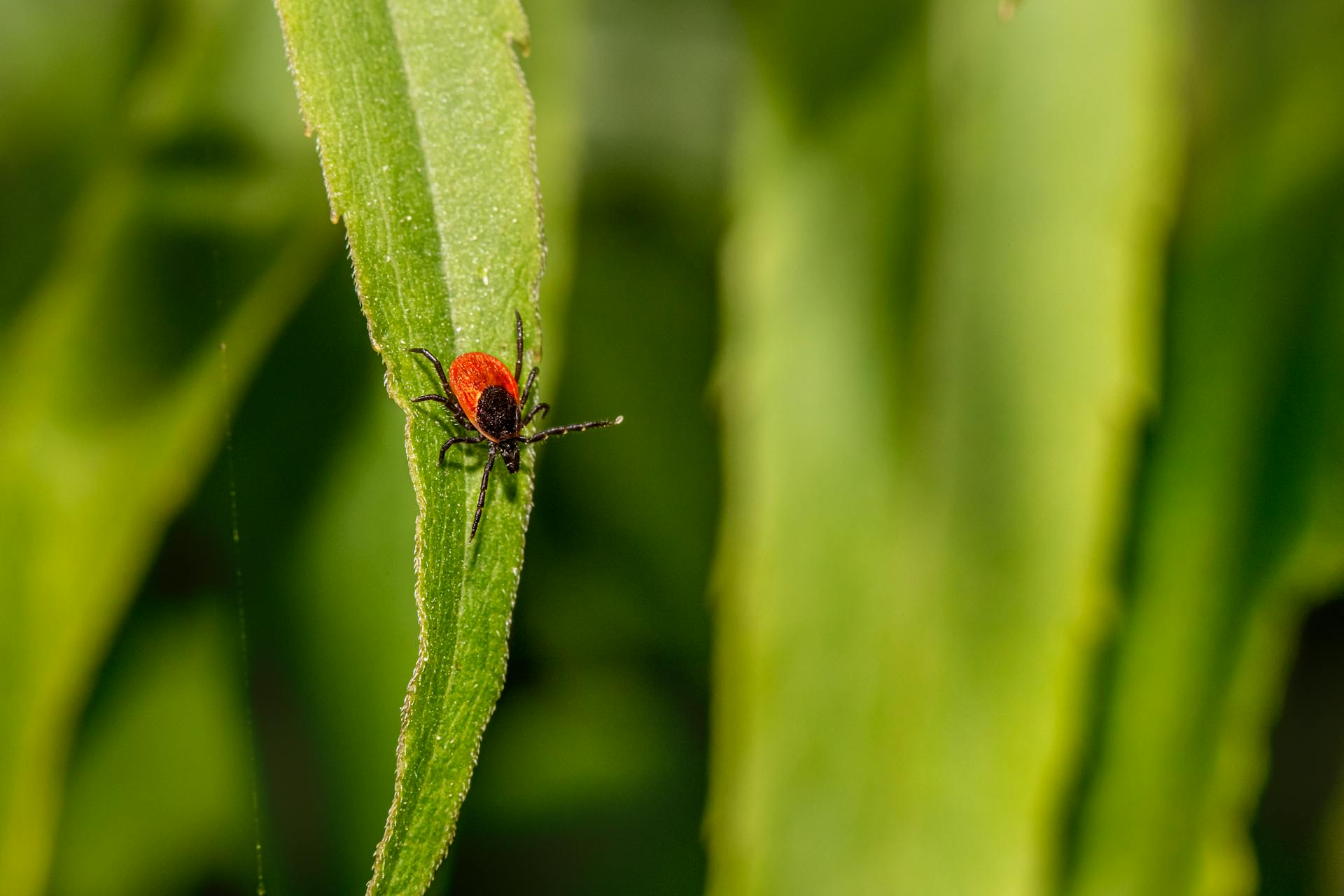 A female deer tick on a green leaf